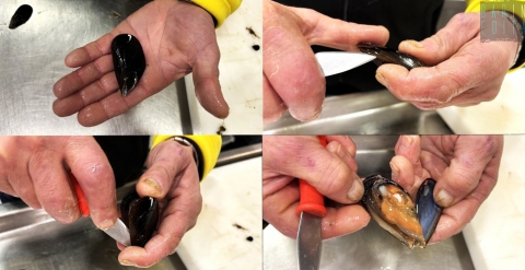 Aprire le cozze, mica facile: ecco tutti i passaggi per "spaccare" i mitili a regola d'arte 